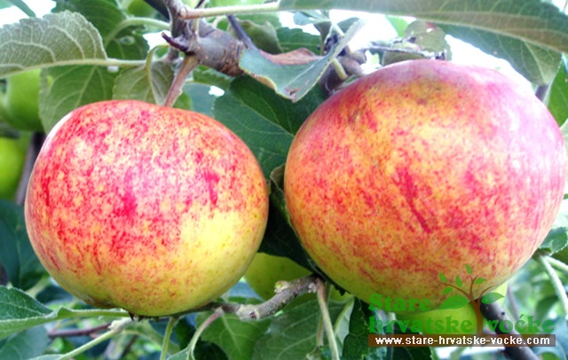 Pšenična pisana - stare sorte jabuka