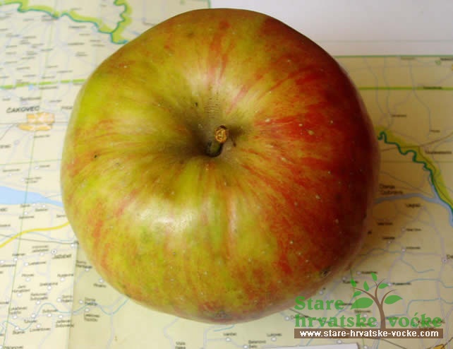 Rebula - stare sorte jabuka
