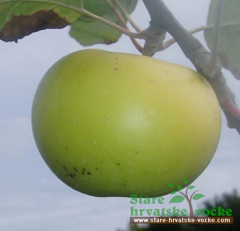 Repa Batinska - stare sorte jabuka
