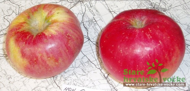 Repa Golubovečka - stare sorte jabuka