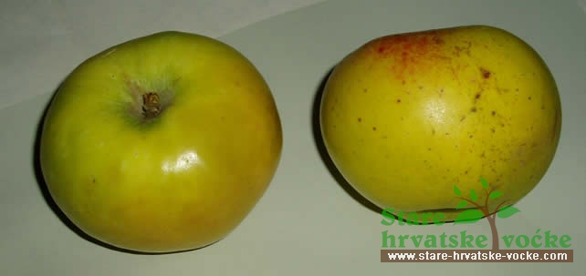 Ruševka - stare sorte jabuka