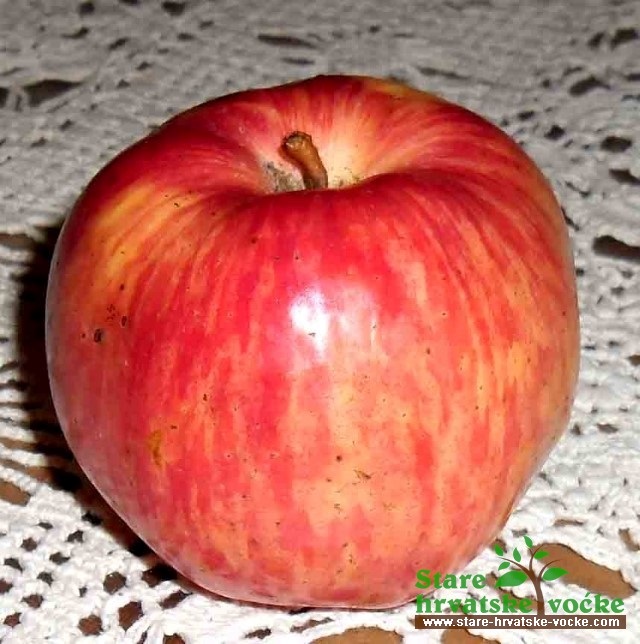 Samonikla - stara sorta jabuke