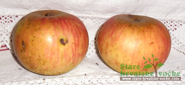 Šarka Konjščinska - stare sorte jabuka