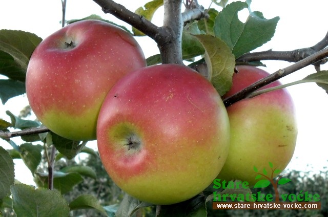 Slastica - stare sorte jabuka