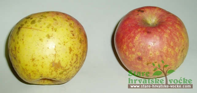 Snježnica Carevdarska - stara sorta jabuke