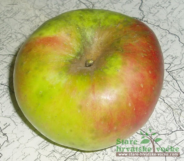 Srčika Slavonska - stara sorta jabuka