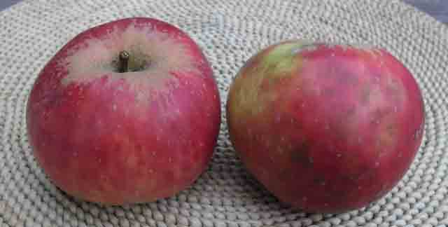 Štefan kraljevčica - stara sorta jabuke