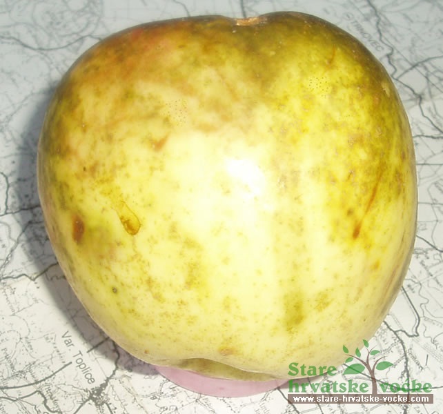 Stršljenka - stare sorte jabuka