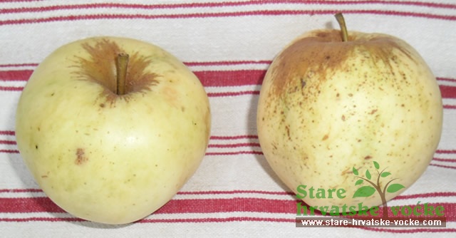 Štruklenka - stare sorte jabuka