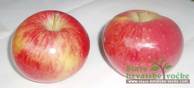 Svatovka - stare sorte jabuka