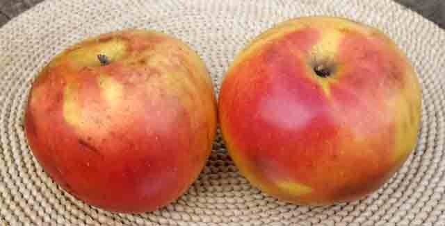 Tetovka - stara sorta jabuke