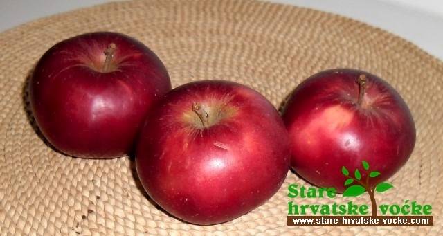 Trepača - stara sorta jabuke