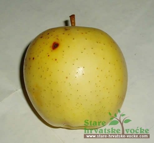 Vilenica - stare sorte jabuka