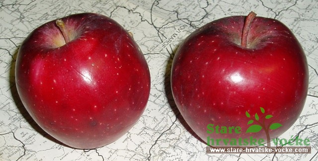 Vlastelica - stare sorte jabuka