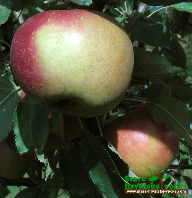 Zdenčena kisela - stare sorte jabuka