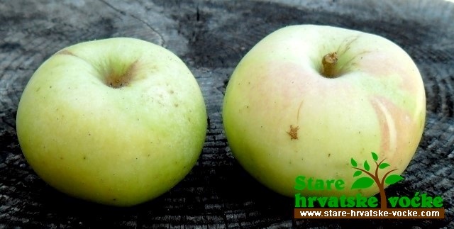 Zelenkica - stara sorta jabuke