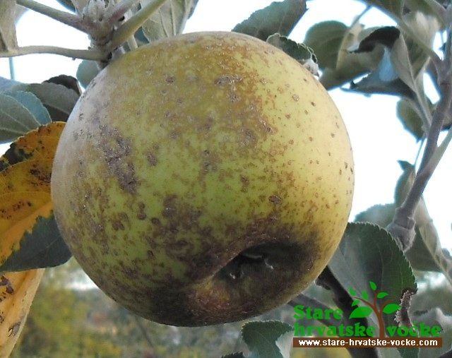 Zmazanka - stare sorte jabuka