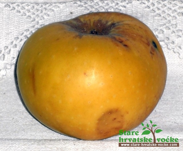 Zukvara - stare sorte jabuka