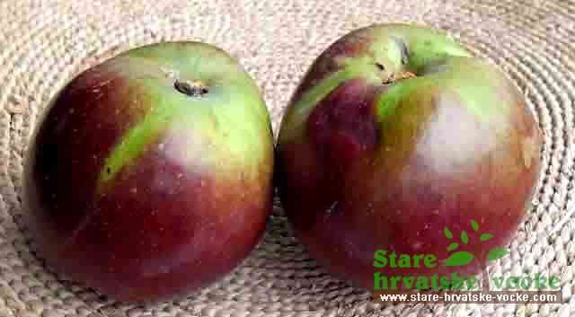 Župa Ruševo - stara sorta jabuke