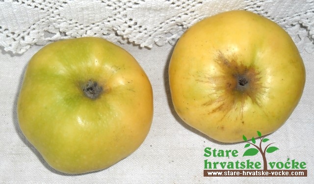 Županova - stare sorte jabuka