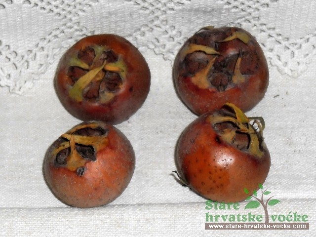 Kraljevska mušmula - stare sorte voća