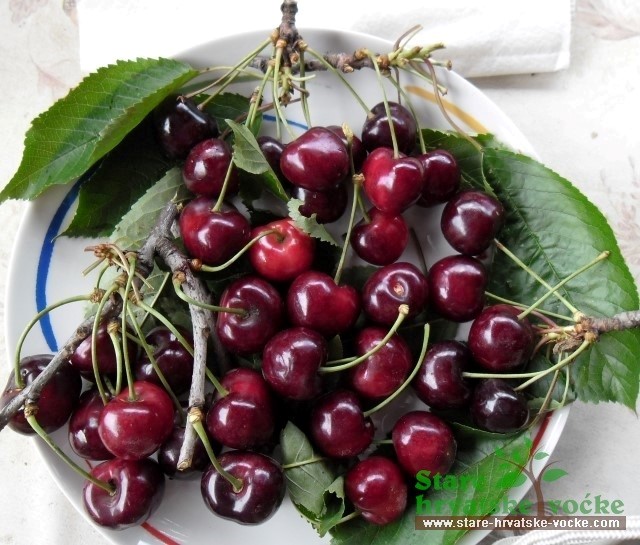 Dubovečkodolka - stare sorte voća