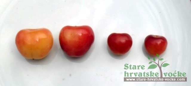 Razlika u veličini trešanja - stare sorte voća
